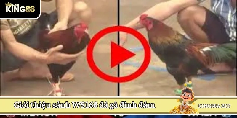 Giới thiệu sảnh WS168 đá gà đình đám 